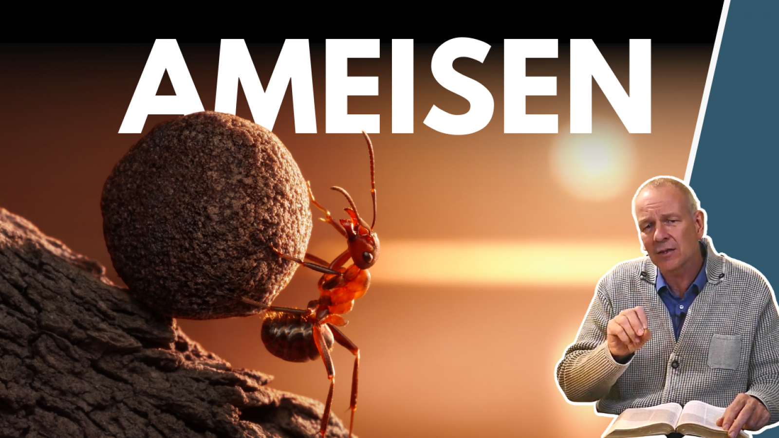 Tiere der Bibel - Die Ameise