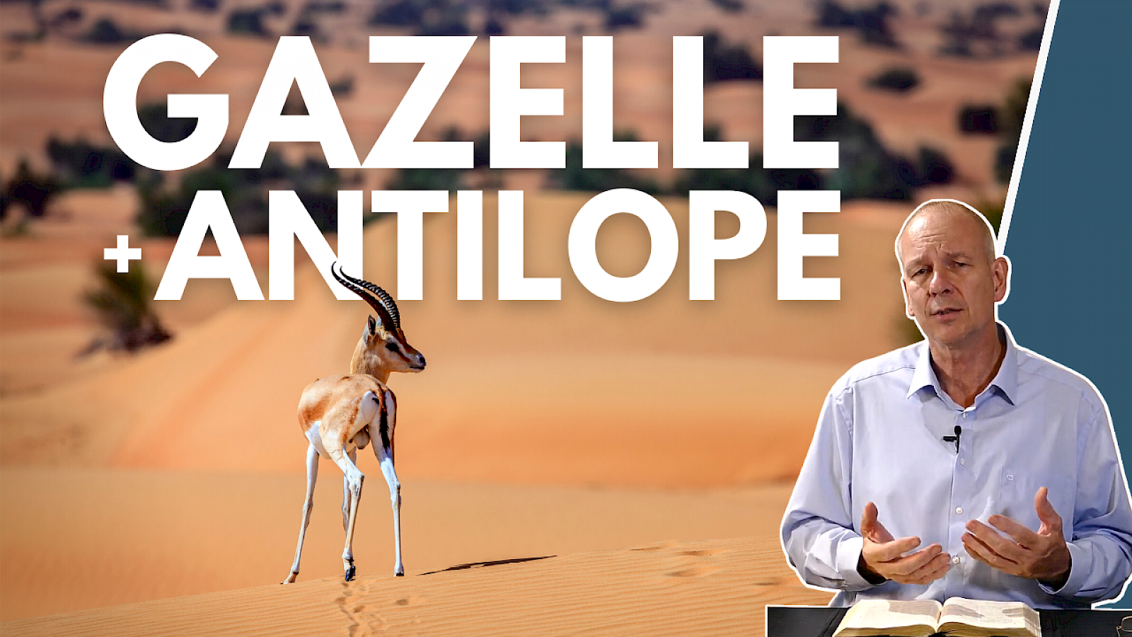 Tiere der Bibel - Gazelle und Antilope