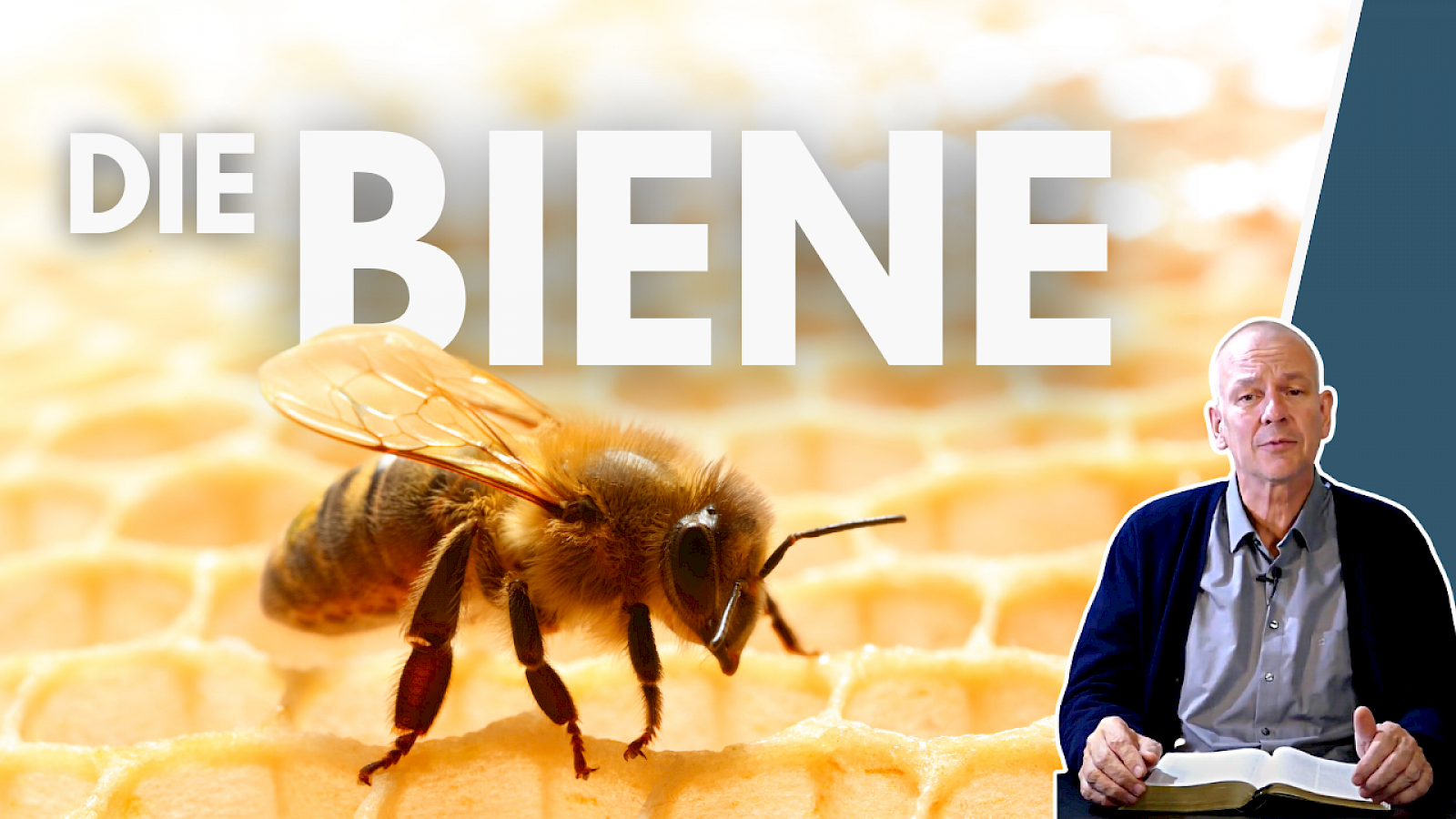 Tiere der Bibel - Die Biene