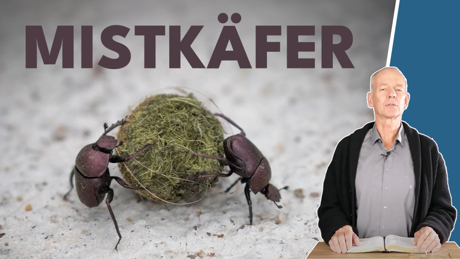 Wie genial kann die Natur eigentlich sein?