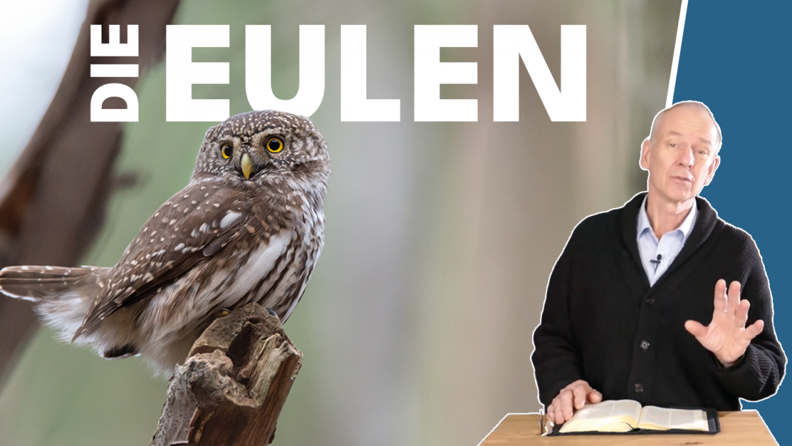 Warum sind Eulen so außergewöhnlich?